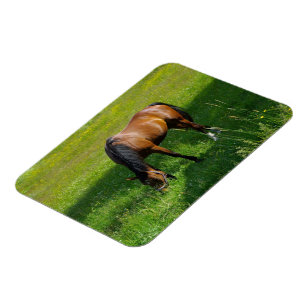 Horse #1 magnet