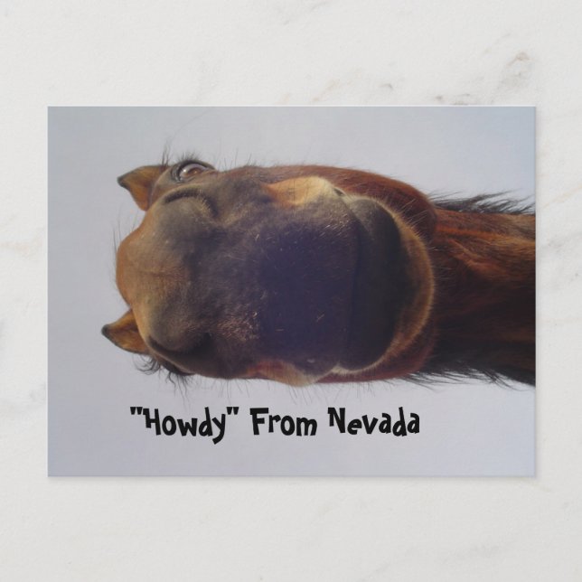 Horse 1 postcard (Front)