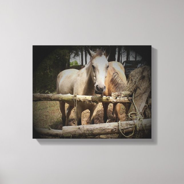 Horse 1 Stretched Canvas Print (Front)