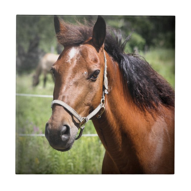 Horse 8674 tile (Front)