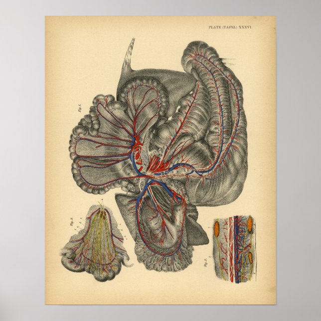Horse Abdominal Anatomy 1908 Vintage Print (Front)