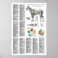 Horse Acupuncture Point Location Poster