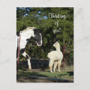 Horse Alpaca Postcard