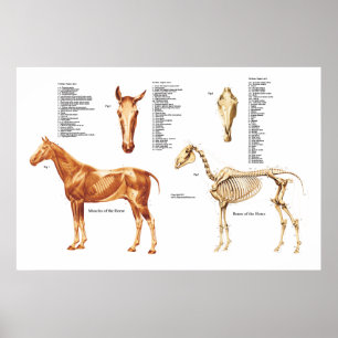 Horse Anatomy Bones and Muscles Poster