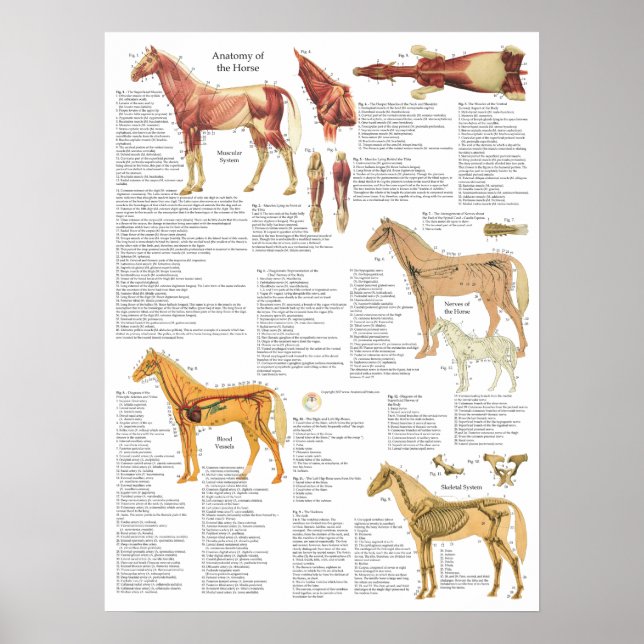 Horse Anatomy Muscles Bones Arteries 18 X 24 Poster (Front)