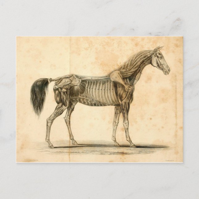 Horse Anatomy Postcard I (Front)
