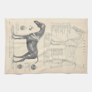 Horse Anatomy Tea Towel