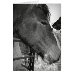 Horse and Boston Terrior