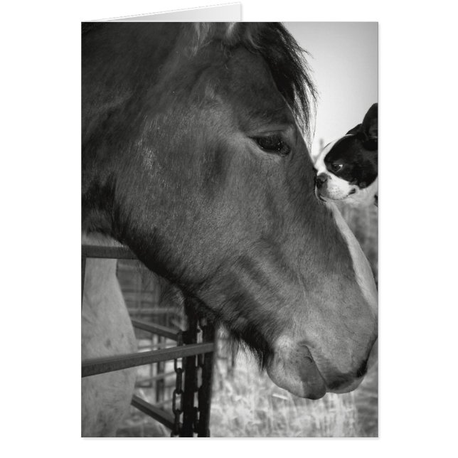 Horse and Boston Terrior (Front)