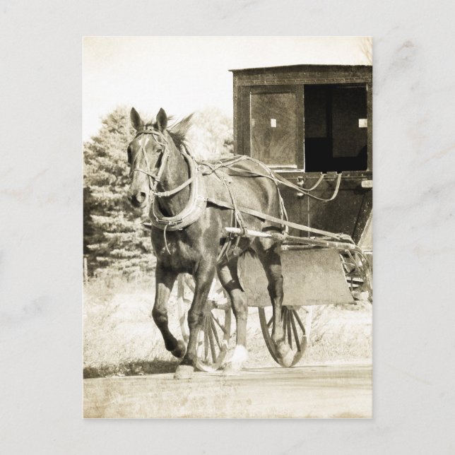 Horse and Buggy Sepia Postcard (Front)
