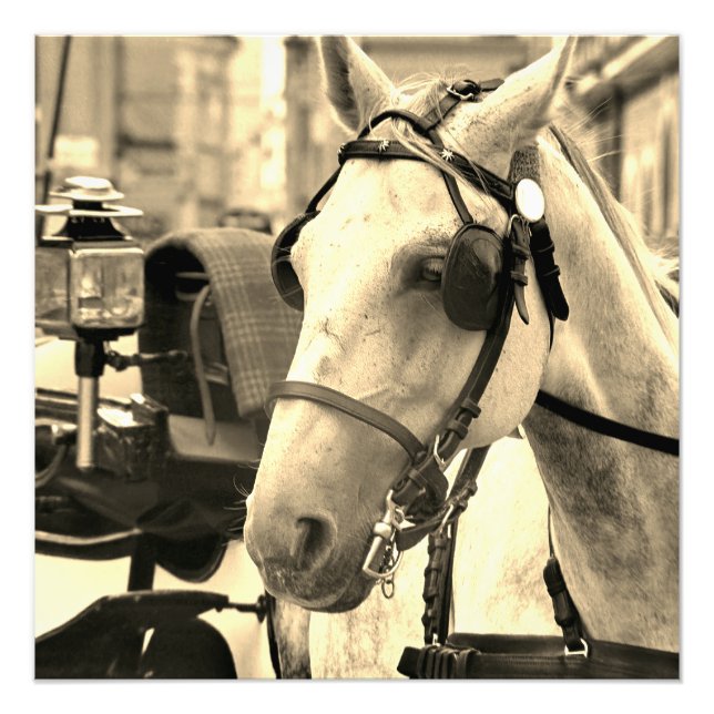 Horse and carriage photo print (Front)