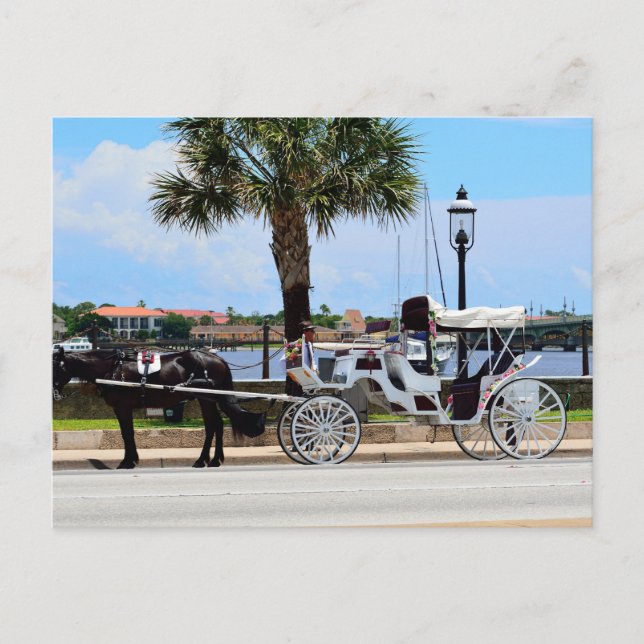 Horse and carriage St. Augustine, Fl. Postcard (Front)