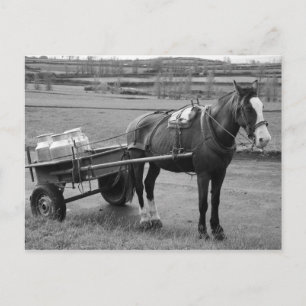 Horse and Cart Postcard