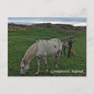Horse and Foal, Ireland Postcard