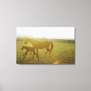 Horse and foal running in pasture canvas print