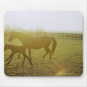Horse and foal running in pasture mouse mat