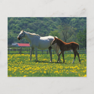 Horse and her foal standing in a field postcard
