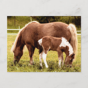 Horse And Pony Postcard