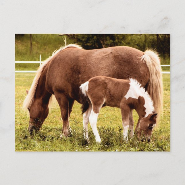 Horse And Pony Postcard (Front)