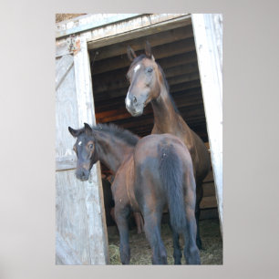 Horse and Pony Poster