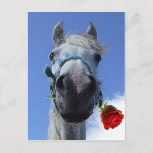 horse and rose love theme postcard