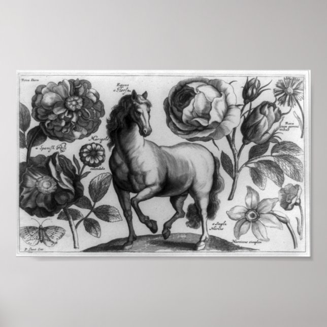 Horse and Roses Poster (Front)