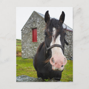 Horse and stone barn in rural England Postcard