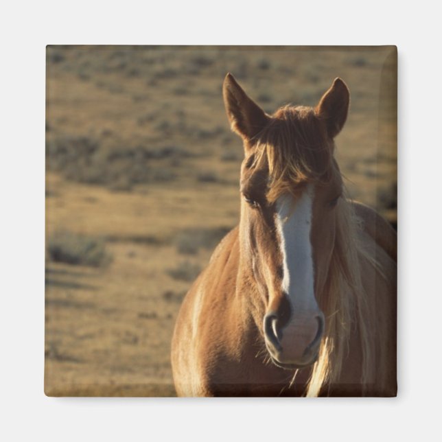 Horse and Western Background Magnet (Front)