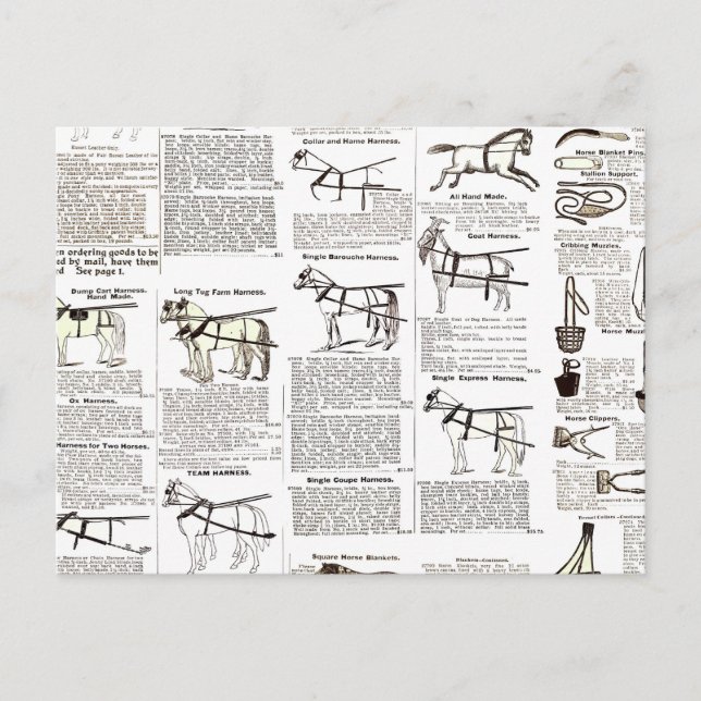 Horse Antique Advertising Newspaper Art Postcard (Front)