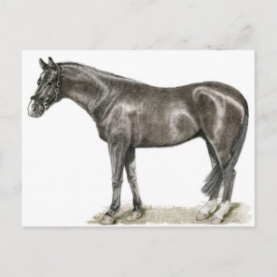Horse Art Postcard