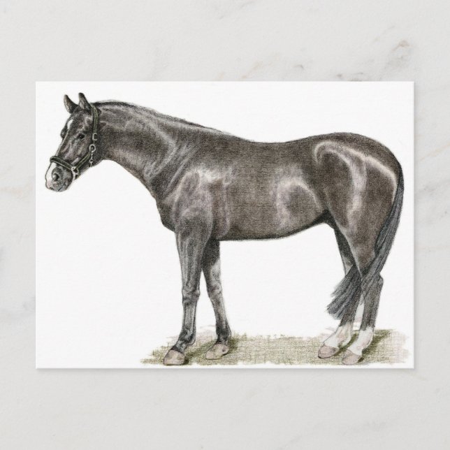 Horse Art Postcard (Front)