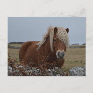 Horse Art Print Postcard