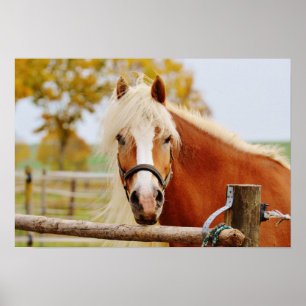 Horse At Gate Poster