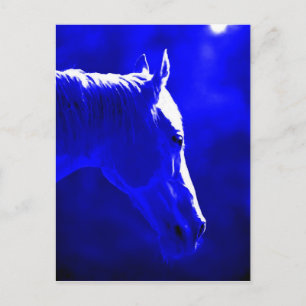 Horse At Night - Horse In Moonlight Postcard