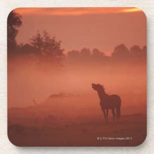 Horse at sunrise coaster