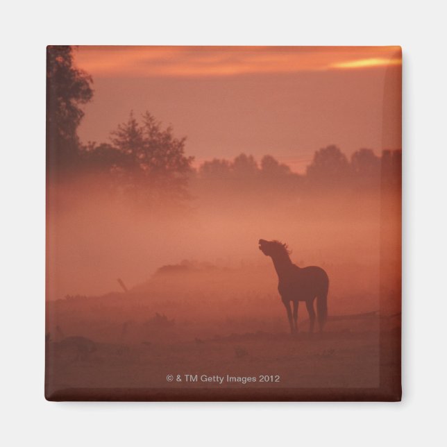 Horse at sunrise magnet (Front)