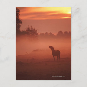 Horse at sunrise postcard