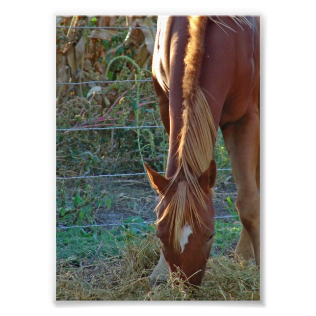 Horse at Sunset Photo Print (Front)