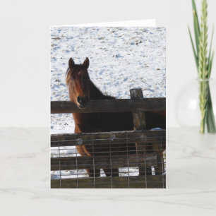 Horse at the Fence Card