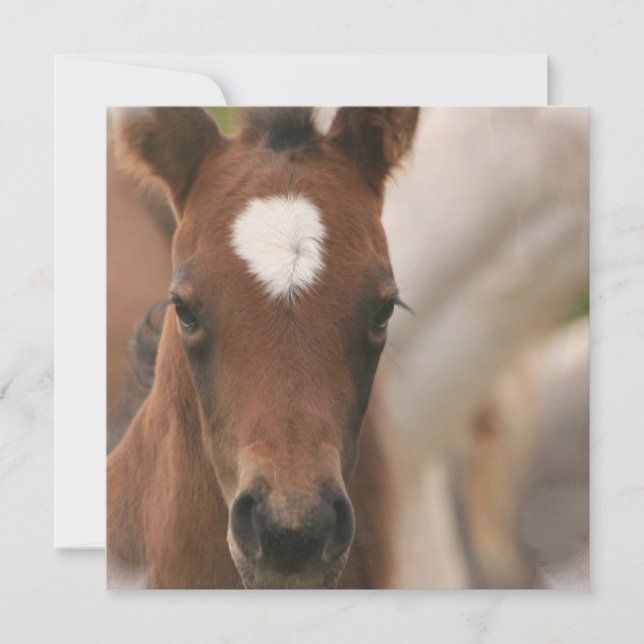 Horse Baby Invitation (Front)