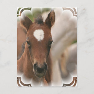 Horse Baby Postcard