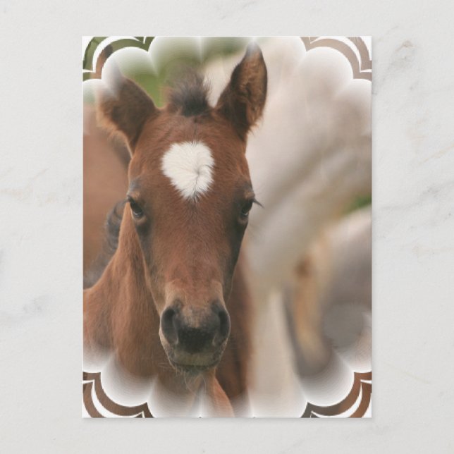 Horse Baby Postcard (Front)