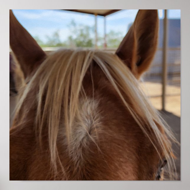Horse Bangs Poster (Front)