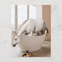 Horse Bathtub Bathroom art Postcard
