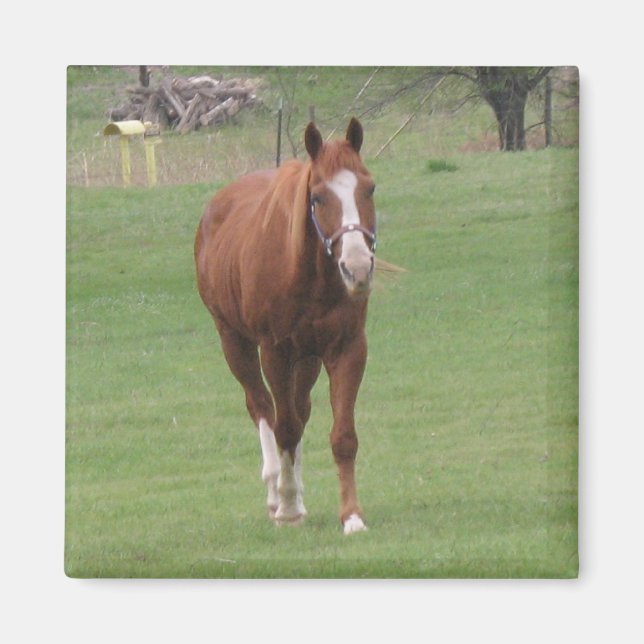 horse beauty magnet (Front)