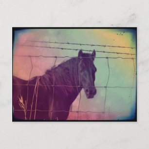 Horse Behind the Fence Postcard