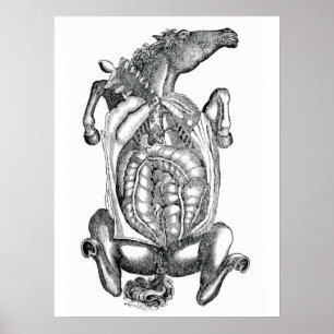 Horse Belly Anatomical Art Poster