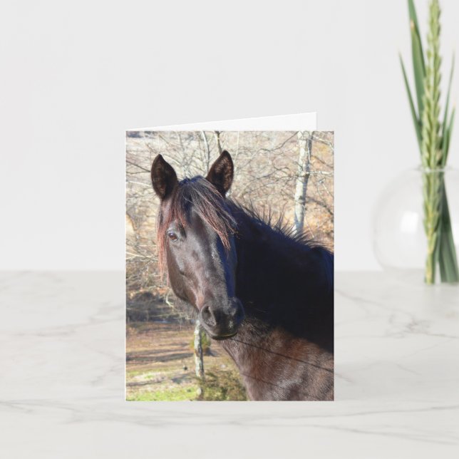 Horse Birthday Cards (Front)