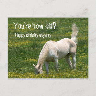 Horse Birthday Postcard