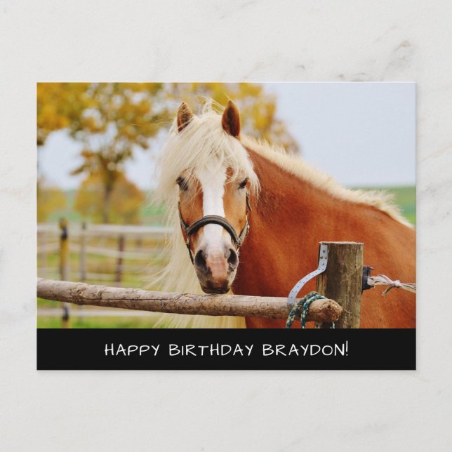Horse Birthday Postcard (Front)